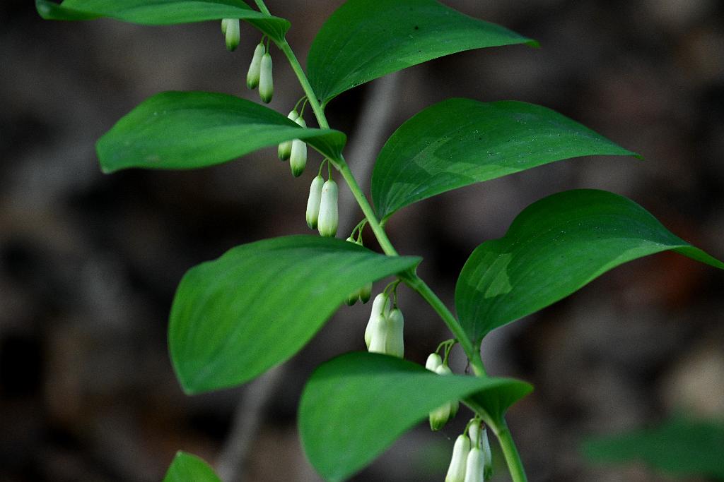 2025-05117912 Mount Auburn Cemetery, MA.JPG - Solomon's Seal. Mount Auburn Cemetery, MA, 5-11-2025